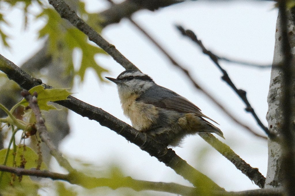 Nuthatch, Red-breasted, 2013-05241334 Parker River NWR, MA.JPG - Red-breasted Nuthatch. Parker River NWR, MA, 5-24-2013